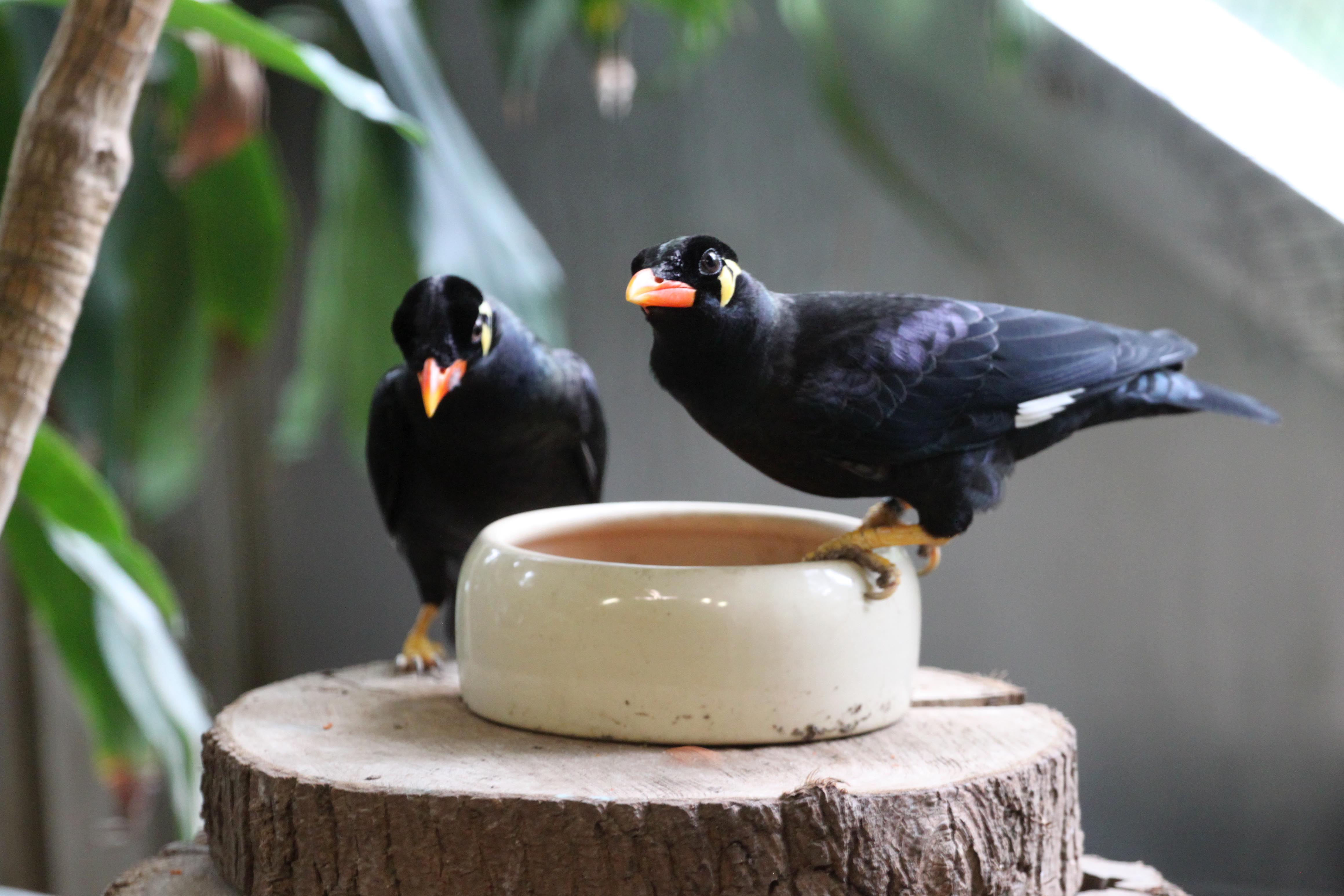 Beos, die neuen Mitglieder der AFZ-Familie, in der Voliere im Regenwald-Pavillon des Zoo Rostock